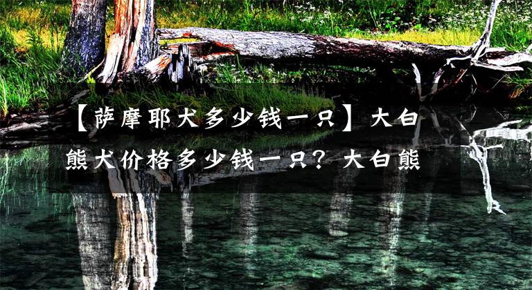 【萨摩耶犬多少钱一只】大白熊犬价格多少钱一只？大白熊犬和萨摩耶有什么区别？