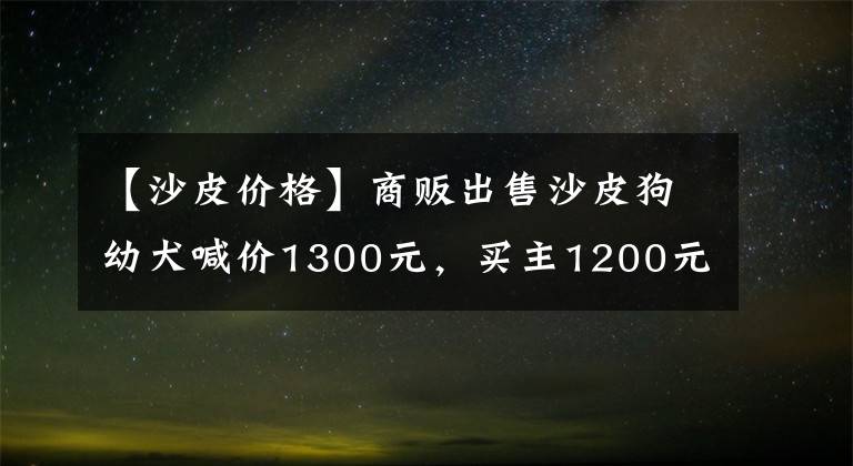 【沙皮价格】商贩出售沙皮狗幼犬喊价1300元，买主1200元将其拿下！