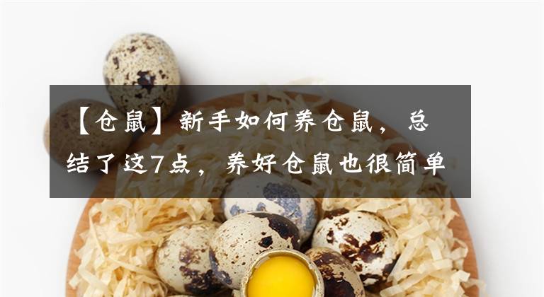 【仓鼠】新手如何养仓鼠，总结了这7点，养好仓鼠也很简单文章配图