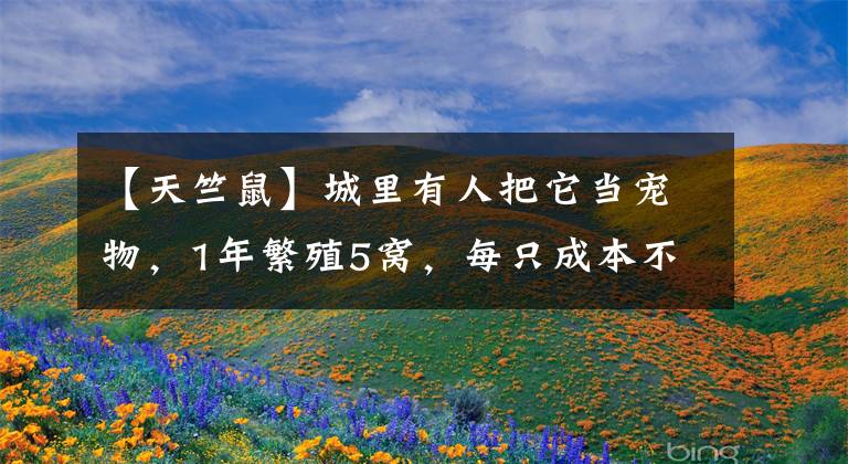 【天竺鼠】城里有人把它当宠物，1年繁殖5窝，每只成本不到5元，25元1斤不愁