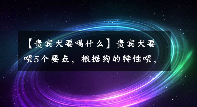 【贵宾犬要喝什么】贵宾犬要喂5个要点，根据狗的特性喂，才能健康成长