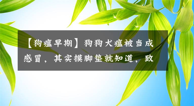 【狗瘟早期】狗狗犬瘟被当成感冒，其实摸脚垫就知道，致死率高不容忽视！