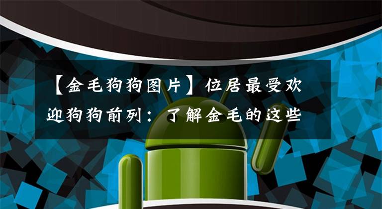 【金毛狗狗图片】位居最受欢迎狗狗前列：了解金毛的这些特点，你可能也会爱上它们