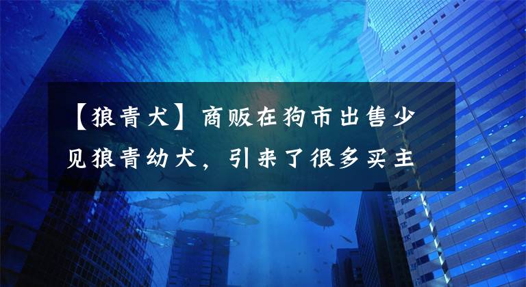 【狼青犬】商贩在狗市出售少见狼青幼犬，引来了很多买主的围观！