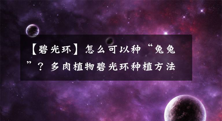 【碧光环】怎么可以种“兔兔”？多肉植物碧光环种植方法