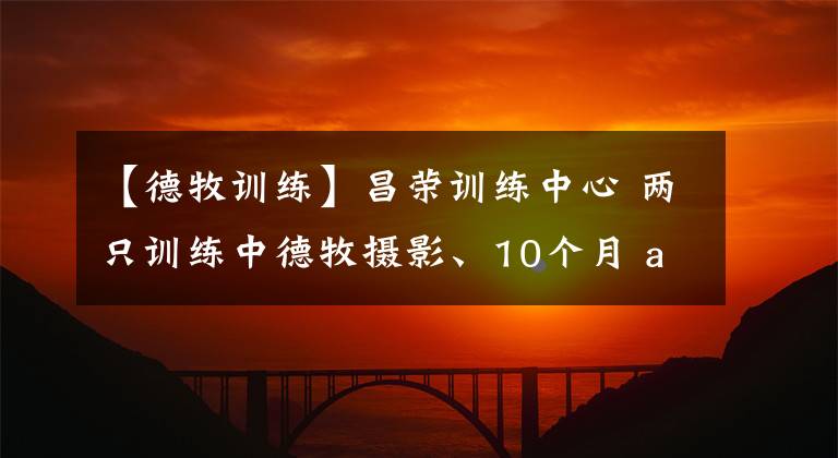 【德牧训练】昌荣训练中心 两只训练中德牧摄影、10个月 and 2岁