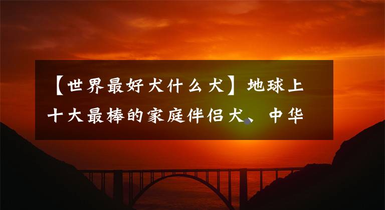 【世界最好犬什么犬】地球上十大最棒的家庭伴侣犬、中华田园犬主打名单，你喜欢哪个？