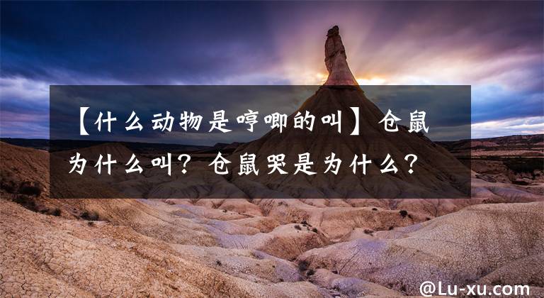 【什么动物是哼唧的叫】仓鼠为什么叫？仓鼠哭是为什么？