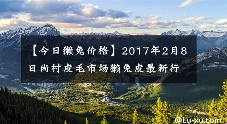 【今日獭兔价格】2017年2月8日尚村皮毛市场獭兔皮最新行情