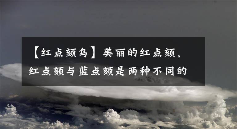 【红点颏鸟】美丽的红点颏，红点颏与蓝点颏是两种不同的鸟，也是比较稀有的鸟