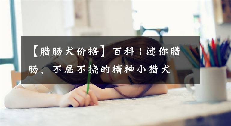 【腊肠犬价格】百科 | 迷你腊肠，不屈不挠的精神小猎犬