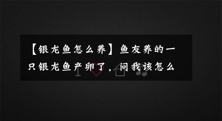 【银龙鱼怎么养】鱼友养的一只银龙鱼产卵了，问我该怎么办，大家说呢？