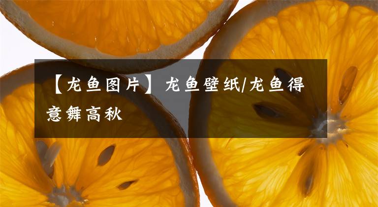 【龙鱼图片】龙鱼壁纸/龙鱼得意舞高秋