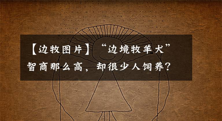 【边牧图片】“边境牧羊犬”智商那么高，却很少人饲养？只因它的6个缺点