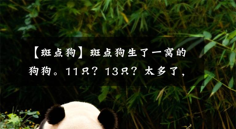 【斑点狗】斑点狗生了一窝的狗狗。11只？13只？太多了，有点数不过来？