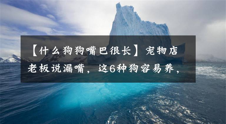 【什么狗狗嘴巴很长】宠物店老板说漏嘴，这6种狗容易养，不容易生病文章配图