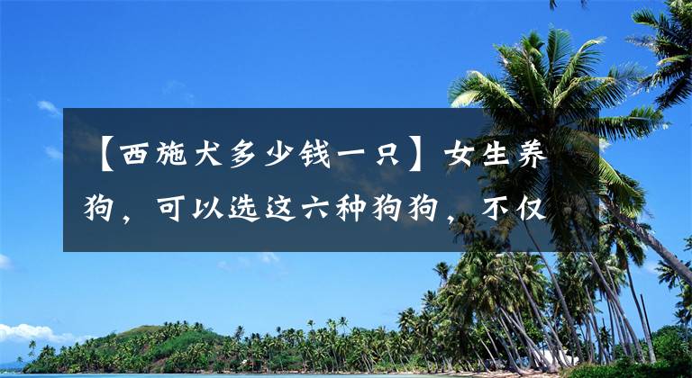 【西施犬多少钱一只】女生养狗，可以选这六种狗狗，不仅漂亮、还聪明