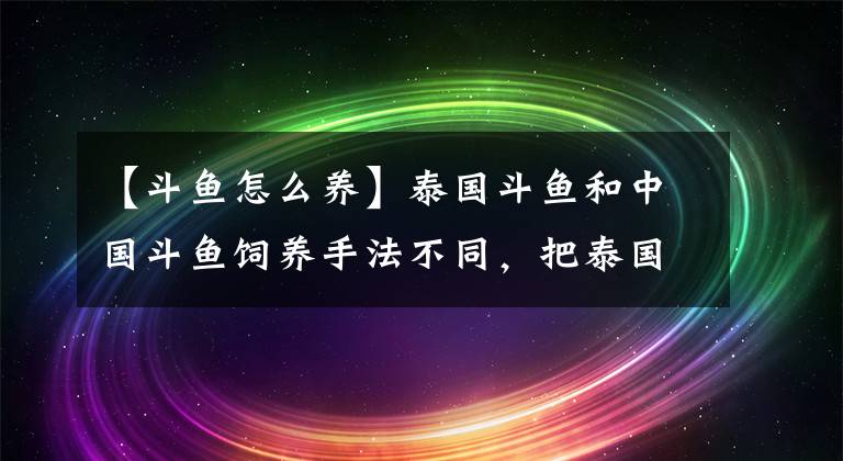 【斗鱼怎么养】泰国斗鱼和中国斗鱼饲养手法不同，把泰国斗鱼养好，从2方面入手