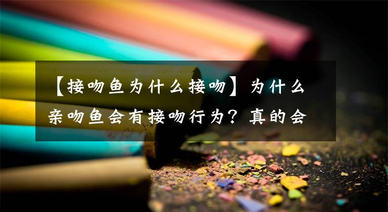 【接吻鱼为什么接吻】为什么亲吻鱼会有接吻行为？真的会是因为爱吗？