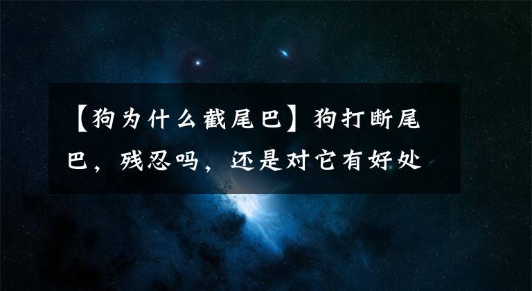 【狗为什么截尾巴】狗打断尾巴，残忍吗，还是对它有好处？你能知道原因吗？