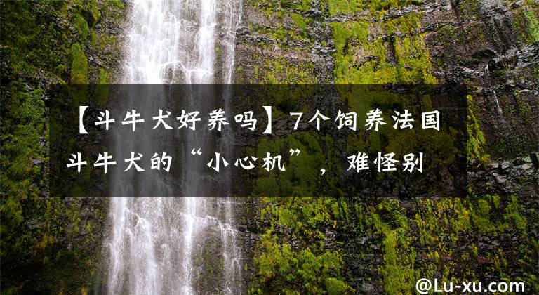 【斗牛犬好养吗】7个饲养法国斗牛犬的“小心机”，难怪别人家的狗能活这么久