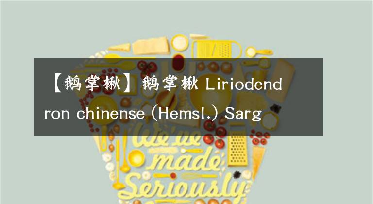 【鹅掌楸】鹅掌楸 Liriodendron chinense (Hemsl.) Sarg.