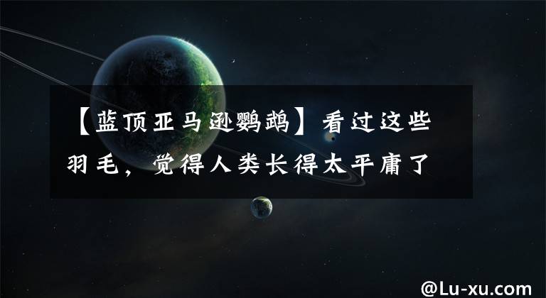 【蓝顶亚马逊鹦鹉】看过这些羽毛，觉得人类长得太平庸了