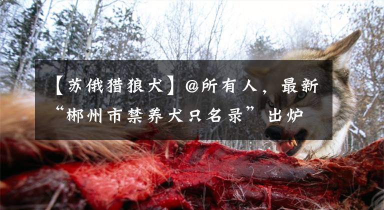 【苏俄猎狼犬】@所有人，最新“郴州市禁养犬只名录”出炉，请收藏！