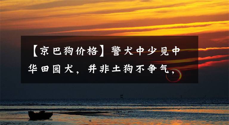 【京巴狗价格】警犬中少见中华田园犬，并非土狗不争气，只因训犬成本太高！