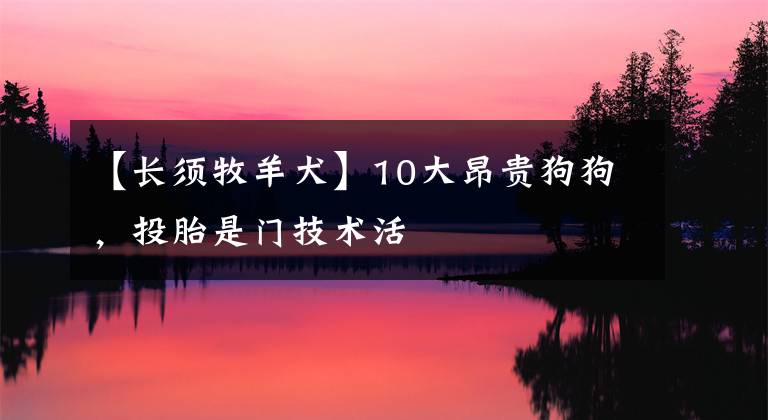 【长须牧羊犬】10大昂贵狗狗，投胎是门技术活