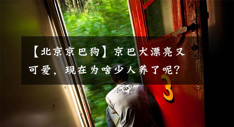 【北京京巴狗】京巴犬漂亮又可爱，现在为啥少人养了呢？原因有七个