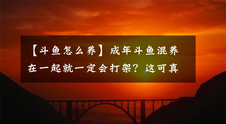 【斗鱼怎么养】成年斗鱼混养在一起就一定会打架？这可真不一定！