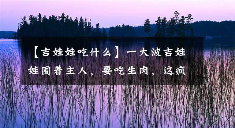 【吉娃娃吃什么】一大波吉娃娃围着主人，要吃生肉，这疯抢场面主人都招架不住了