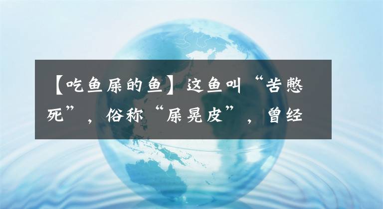 【吃鱼屎的鱼】这鱼叫“苦憋死”，俗称“屎晃皮”，曾经用来喂鸡鸭，现在很难找