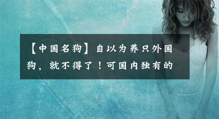 【中国名狗】自以为养只外国狗，就不得了！可国内独有的几种名犬你知道吗？