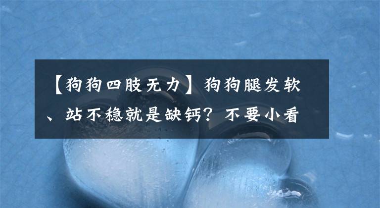 【狗狗四肢无力】狗狗腿发软、站不稳就是缺钙？不要小看了它