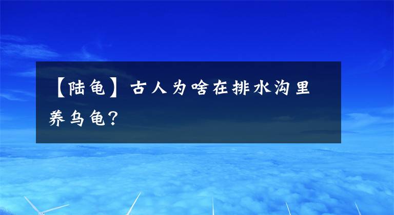 【陆龟】古人为啥在排水沟里养乌龟？