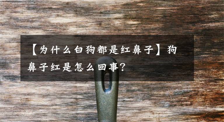 【为什么白狗都是红鼻子】狗鼻子红是怎么回事？