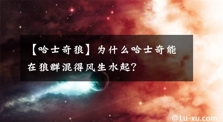 【哈士奇狼】为什么哈士奇能在狼群混得风生水起？