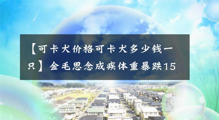 【可卡犬价格可卡犬多少钱一只】金毛思念成疾体重暴跌15斤，幸运巧遇可卡犬，彼此陪伴获新生