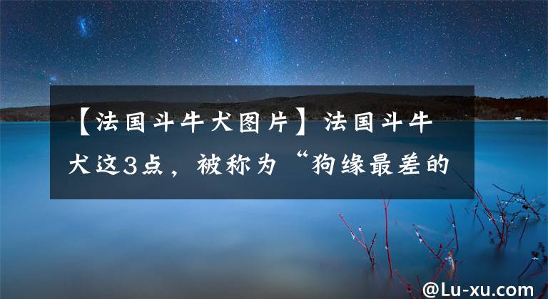 【法国斗牛犬图片】法国斗牛犬这3点，被称为“狗缘最差的狗”