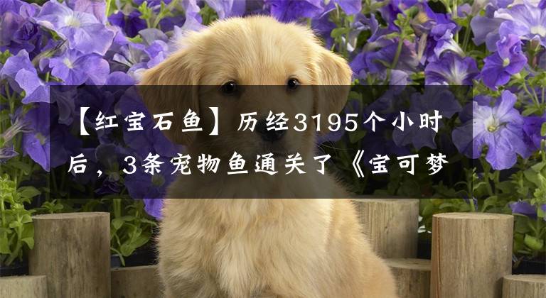 【红宝石鱼】历经3195个小时后，3条宠物鱼通关了《宝可梦：红宝石》