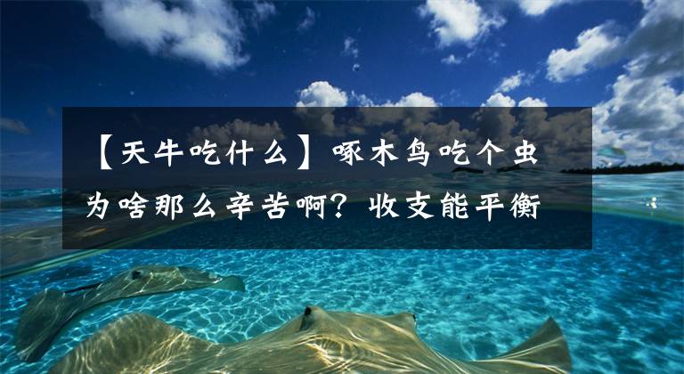 【天牛吃什么】啄木鸟吃个虫为啥那么辛苦啊？收支能平衡吗？