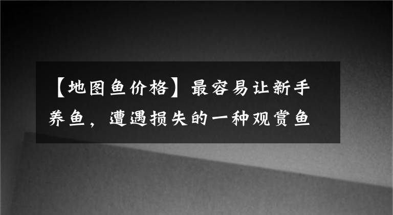 【地图鱼价格】最容易让新手养鱼，遭遇损失的一种观赏鱼，为什么总是锦鲤呢？