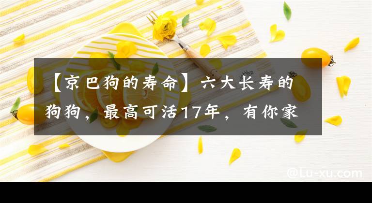 【京巴狗的寿命】六大长寿的狗狗，最高可活17年，有你家的吗