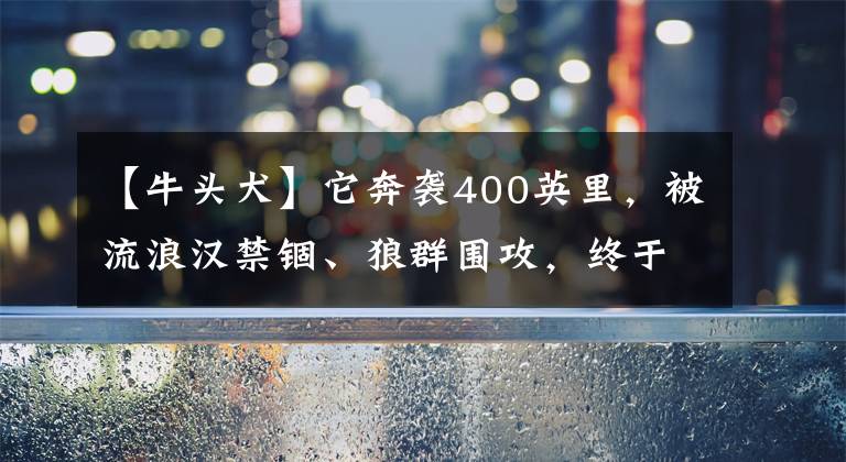 【牛头犬】它奔袭400英里，被流浪汉禁锢、狼群围攻，终于回到主人身边