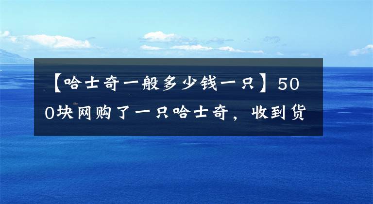 【哈士奇一般多少钱一只】500块网购了一只哈士奇，收到货后却觉得疑惑：这是啥品种啊？