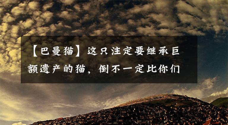 【巴曼猫】这只注定要继承巨额遗产的猫，倒不一定比你们的猫活得更幸福