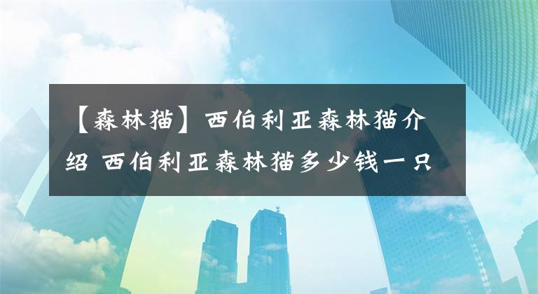 【森林猫】西伯利亚森林猫介绍 西伯利亚森林猫多少钱一只