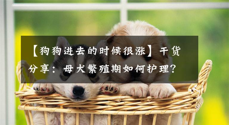 【狗狗进去的时候很涨】干货分享：母犬繁殖期如何护理？